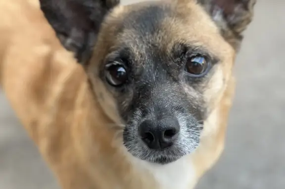 Собаки потеряшки, Абзаново, фото: Потеряшка собака у Абзановского водопада, д. Абзаново