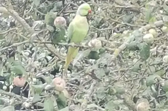 Объявления о пропавших и найденных животных, Конаково, фото: Найден зеленый попугай на улице Попова, 4