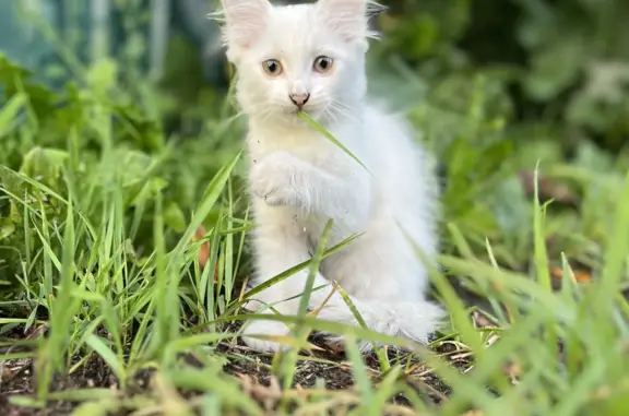 Мокрый котенок найден на Комсомольской улице