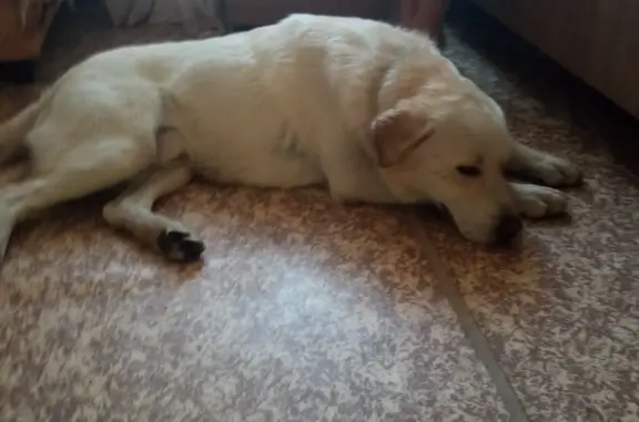Найдена собака в Тамбове, лабрадор метис