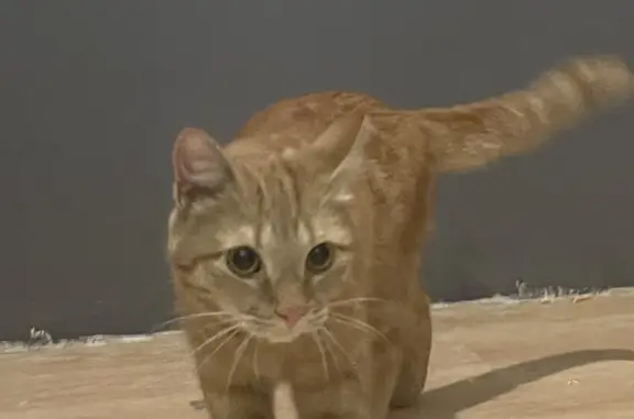 Найдена рыжая кошка на бульваре Менделеева, 20