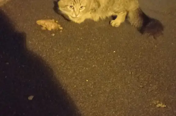 Кошка найдена на ул. Пузакова, 25, Тула