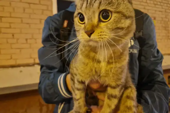Найден ручной кот по адресу Москва, Дмитровское шоссе, д. 42