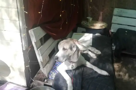 Пропала собака в СПб: чернышевская/площадь восстания, 10-летний пёс, трёхцветный окрас