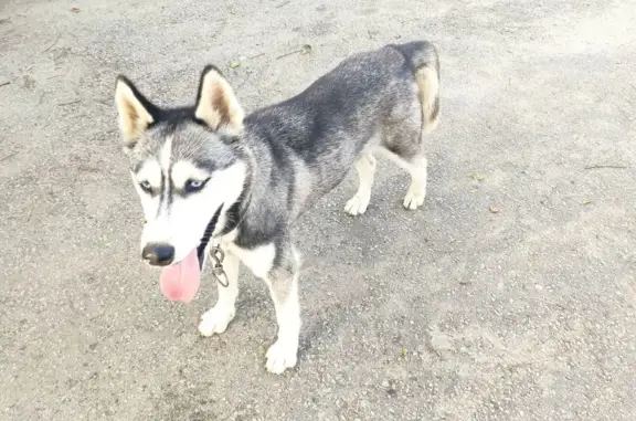 Собака хаски найдена на ул. Александровск, 52