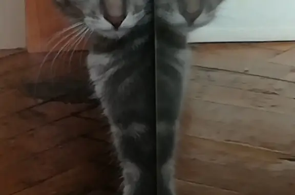 Потерянные животные Москва, фото: Пропала кошка, серый окрас, глаза желто-зеленые, Москва, Н. Красносельская ул., 45/17