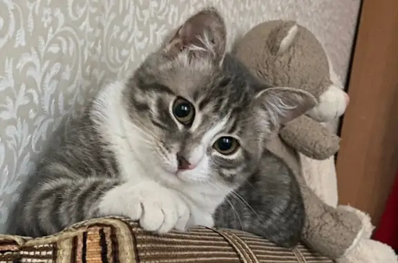 Кошки потеряшки, Санкт-Петербург, фото: Потеряшка кошка, ул. Дыбенко, 27 к2, СПб