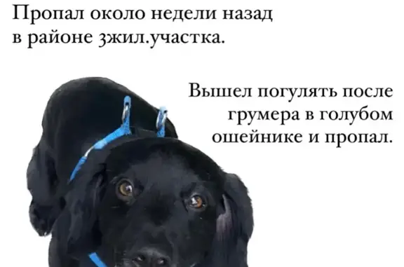 Пропала собака ГАРД в Заводском районе г. Саратов