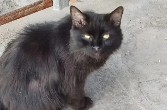 Найдена потерянная кошка на ул. Усилова, дом 4