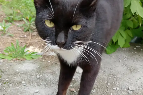 Ласковый кот найден возле поликлиники на ул. Станиславского, 52, Новосибирск