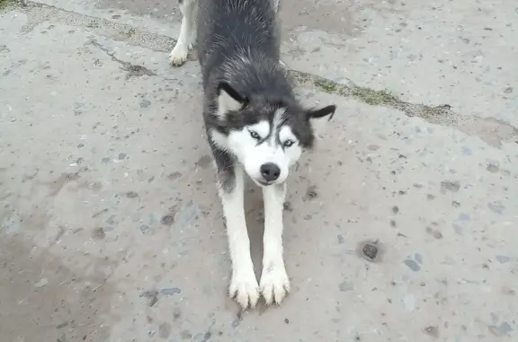 Собака найдена в Михайловке, Курская область