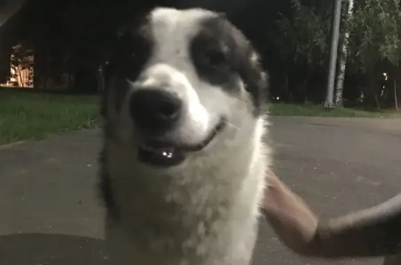 Найдена домашняя собака в Раменках, Егорьевский район