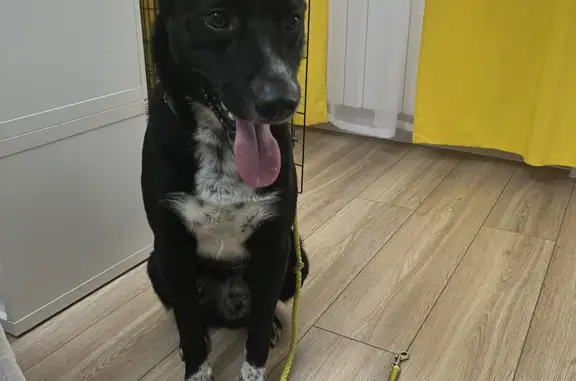 Собака Мальчик найдена на Московском шоссе