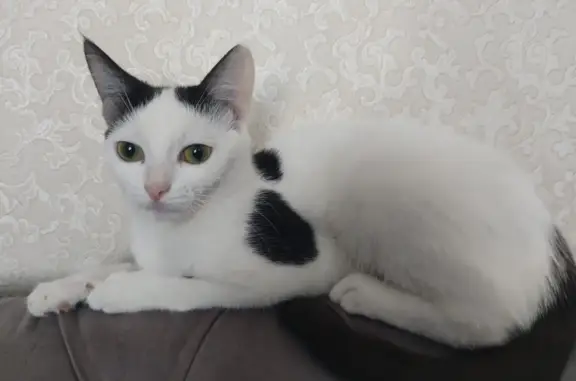 Пропала домашняя кошка в Краснодарском крае