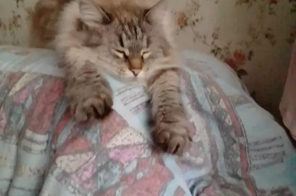 Кошки потеряшки, Москва, фото: Потеряшка кошка с голубыми глазами, ул. Фёдора Полетаева, 8 к3, Москва.