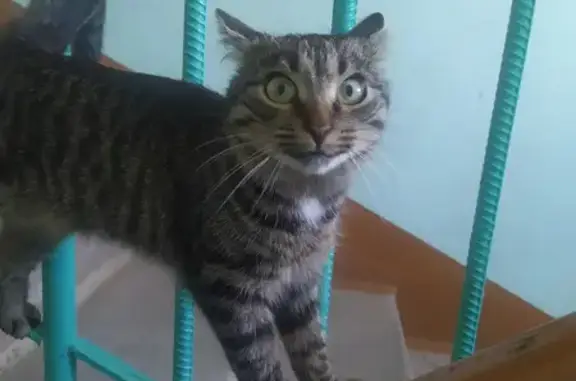 Кошки потеряшки, Старовичугское, фото: Потеряшка кошка, Советская улица, 7