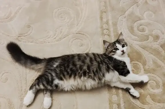 Пропала кошка в Тольятти, адрес: Витя Рижский пер., 32