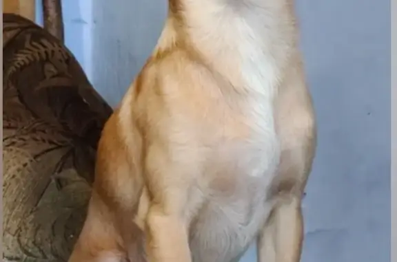 Пропала собака Мальчик в Мымрино, адрес «Знаменское — Хотынец»