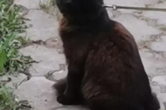 Пропала кошка Мальчик в Смоленске
