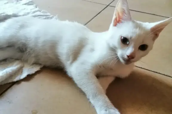 Найден белый котенок с поврежденной лапой на пр. Ленина, 30Б