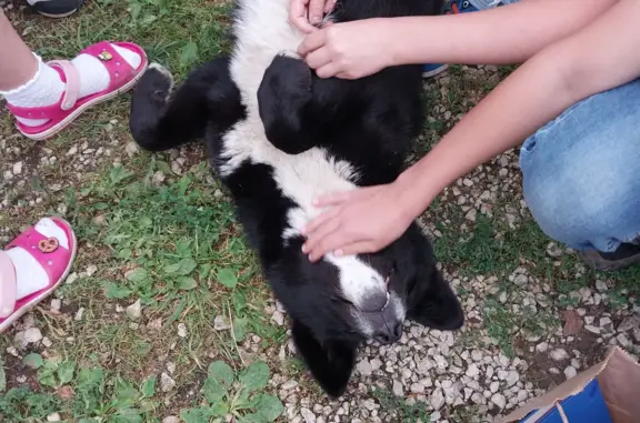 Найдена собака, черно/белая, Тульская обл., Заокский район