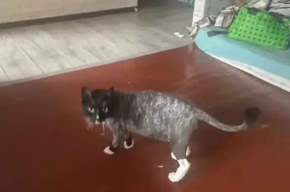 Потерянные животные Октябрьский, фото: Пропала кошка Мальчик на Мурчик Новая ул., 2А