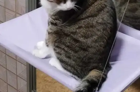 Пропала кошка Кот, серого окраса, Озёрная улица, 5