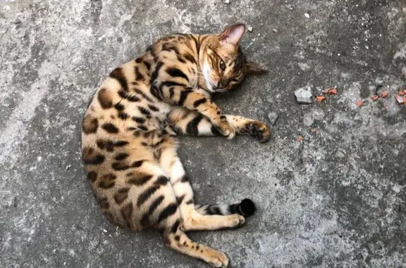 Пропала кошка Бенгальская, ул. Лесная, 229