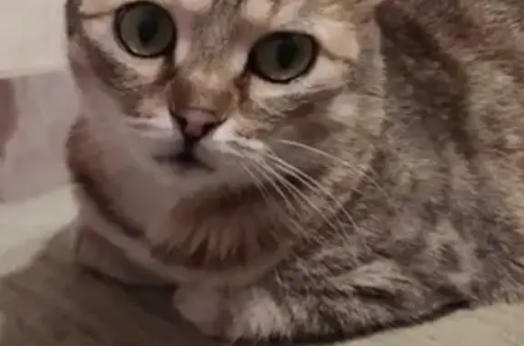 Кошки потеряшки, Новосибирск, фото: Потеряшка кошка, улица Адриена Лежена 5, Новосибирск