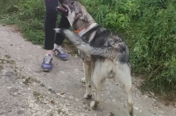 Найдена собака в Льгово, ищет дом