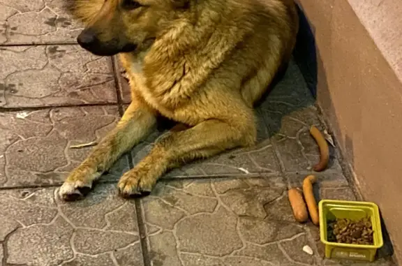 Найдена собака, Москва, фото: Собака рыжего окраса найдена на ул. Молодцова, 3, Москва