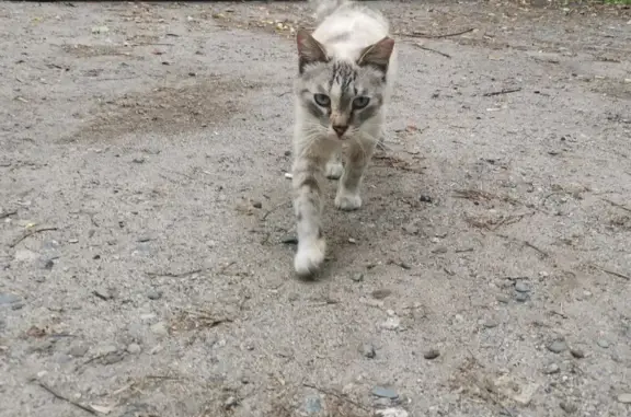 Найдена кошка с образованием на губе ул. Куликова, 26