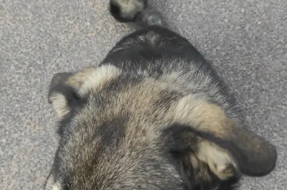 Найдена собака, Санкт-Петербург, фото: Найдена собака на Лапинском проспекте, 3