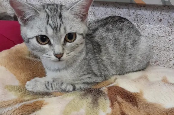 Кошка найдена на улице Зайцева, Щёкино