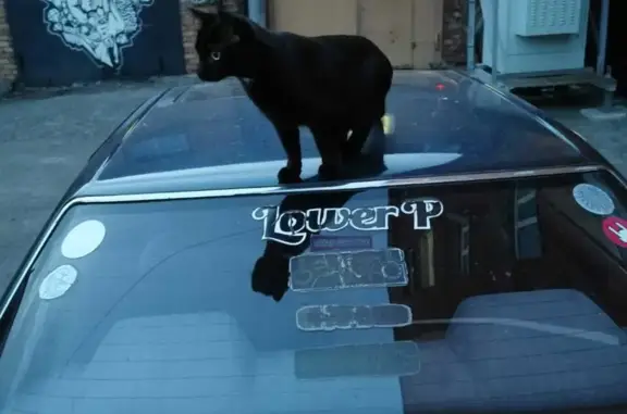 Пропала кошка Руслан, чёрный кот. Ул. Розы Люксембург, 4В, Томск