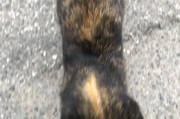 Найдена ласковая кошка на ул. Некрасова, 2, Томск