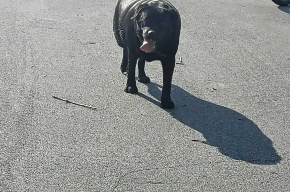 Найдена беременная собака на ул. Запорожская, 6, Кемерово