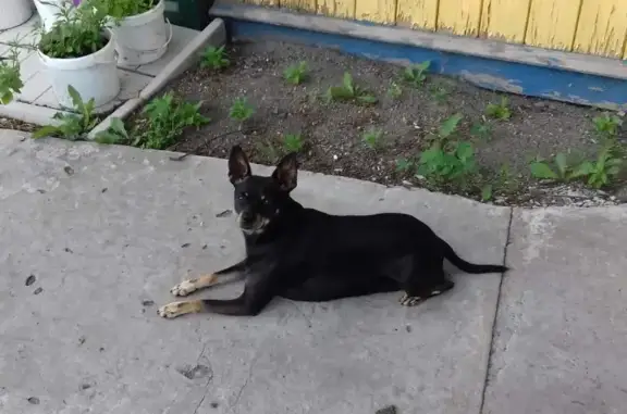 Пропала собака Мальчик на Советской улице