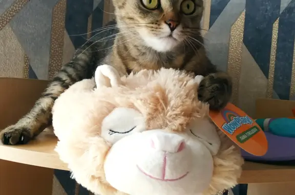 Кошки потеряшки, Ярославль, фото: Потеряшка кошка, ул. Панина, 45, Ярославль