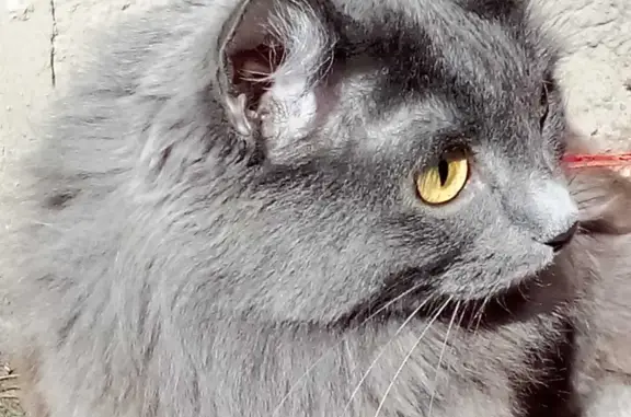 Потерянные животные Санкт-Петербург, фото: Пропала пушистая кошка в СПб, Выборгский район