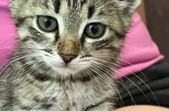 Найден котенок девочка в Йошкар-Оле
