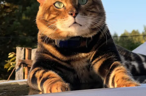 Кошки потеряшки, Гармоново, фото: Потеряшка кот, бенгальский метис, Борки, 3-4км, ищем!