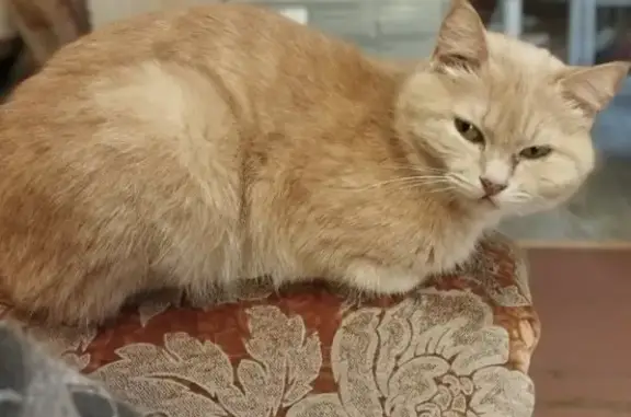 Пропала кошка персикового окраса, ул. Первомайская, Чишмы
