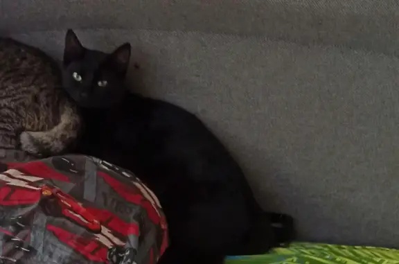 Кошки потеряшки, Санкт-Петербург, фото: Потеряшка чёрный кот Уголëк, Рихарда Зорге 14, СПб