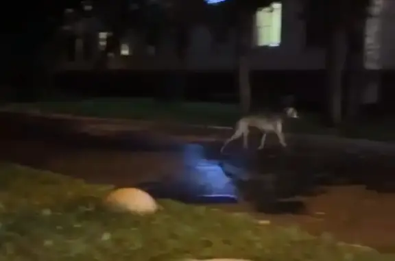 Найдена серая породистая собака на Петровско-Разумовском проезде, Москва