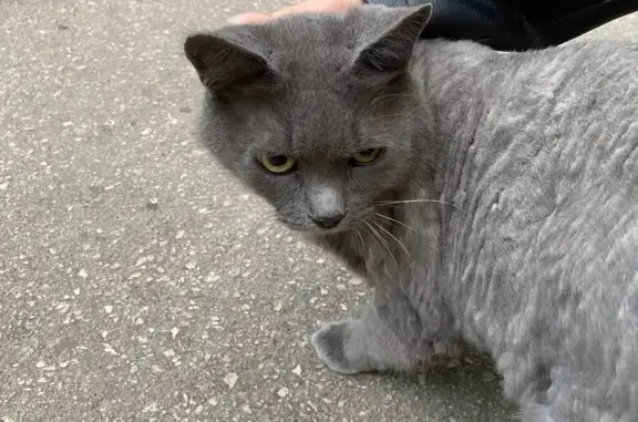 Найдена кошка на Берёзовской улице, Нижний Новгород