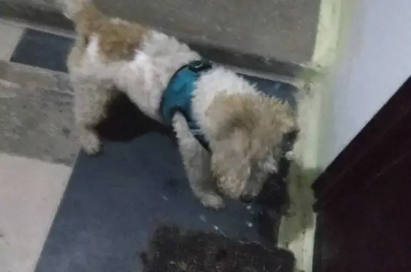 Найденные животные Новосибирск, фото: Собака Белый с бежевыми пятнами на Академической 36