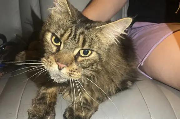 Найдена кошка Мейн-кун в Екатеринбурге