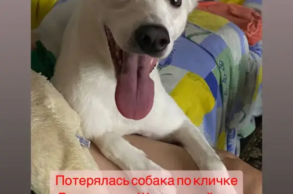 Пропала собака Дора на Щучьем озере, Иркутская область