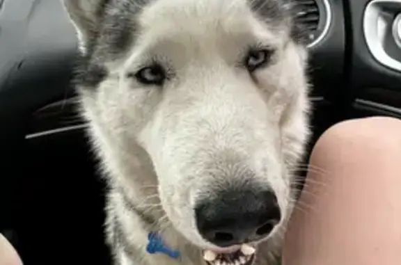 Собаки потеряшки, Москва, фото: Потеряшка хаски, Маслов переулок, Москва